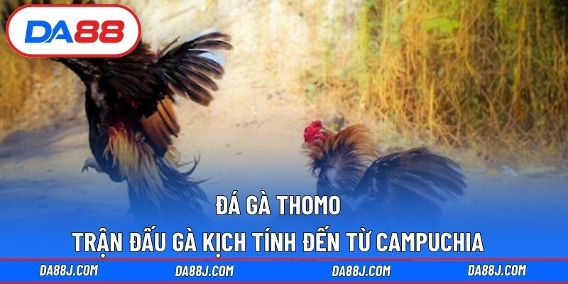 Đá Gà Thomo