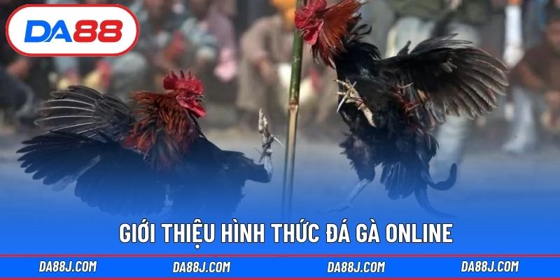 Giới thiệu hình thức đá gà online