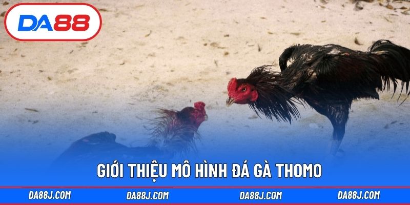 Giới thiệu mô hình đá gà Thomo