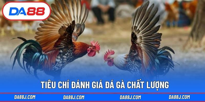 Tiêu chí đánh giá đá gà chất lượng