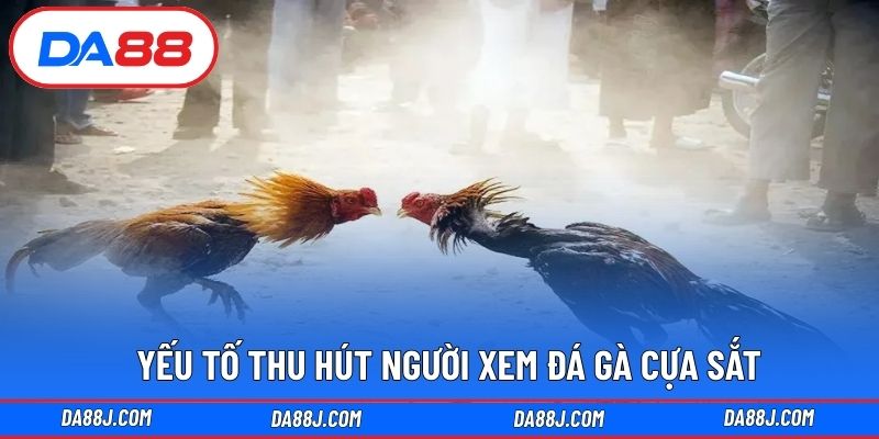 Yếu tố thu hút người xem đá gà cựa sắt